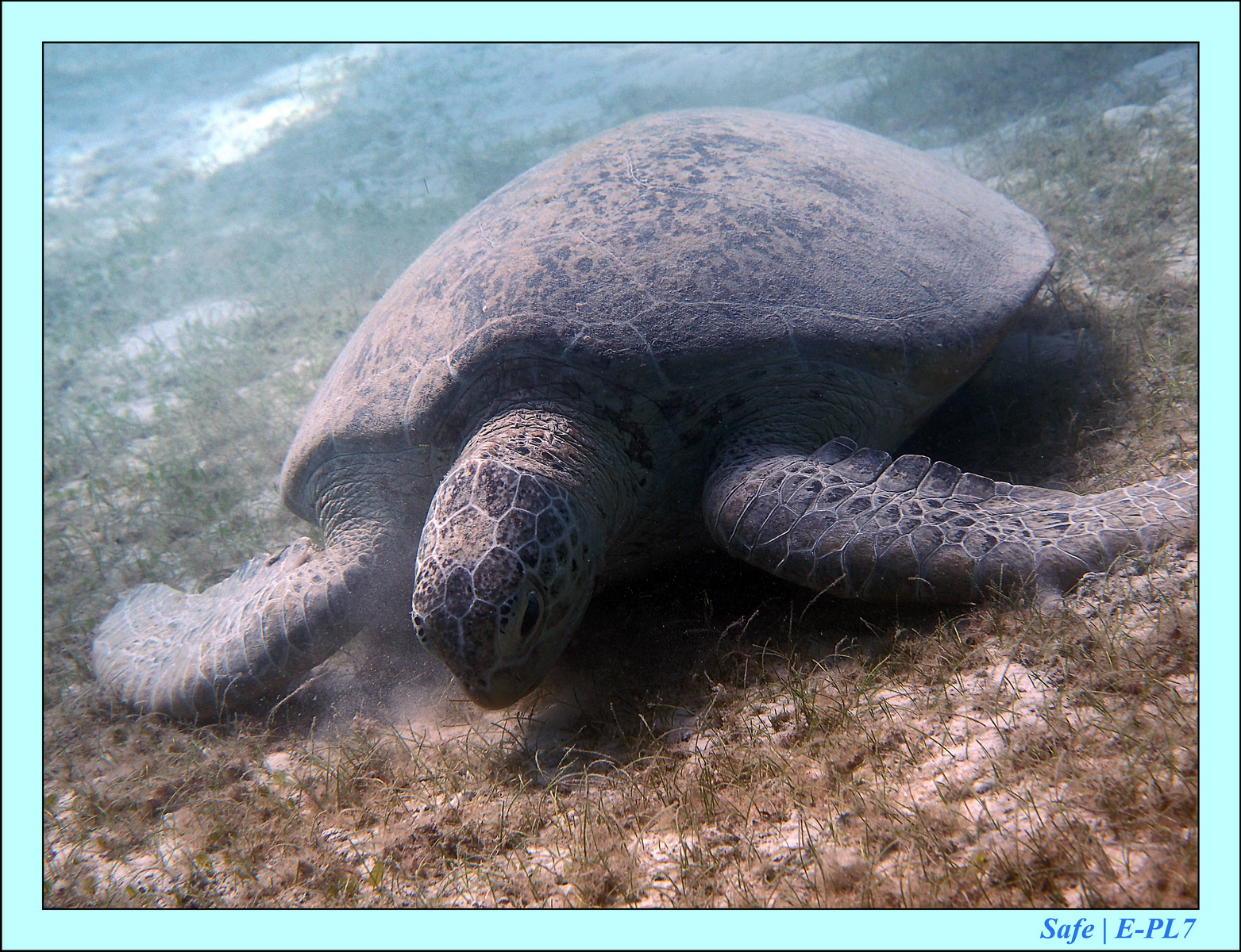 Lang Tengah - Snorkeling